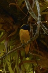Euphonia luteicapilla
