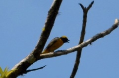 Euphonia luteicapilla