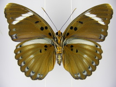 Euphaedra preussi preussi