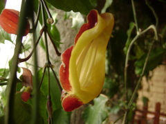 Thunbergia mysorensis