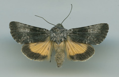 Sympistis corusca