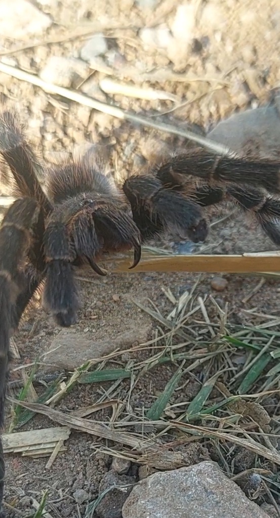 Giant Pink Starburst Tarantula from Puerto Madero, Cdad. Autónoma de ...