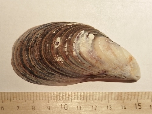 Russian Mussel