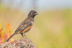 Pipilo maculatus socorroensis