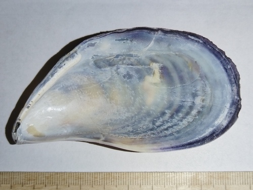 Russian Mussel