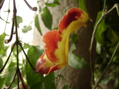 Thunbergia mysorensis