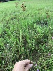 Juncus marginatus