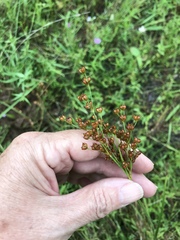 Juncus marginatus