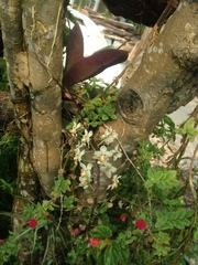 Trichocentrum stramineum