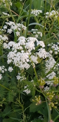 Achillea millefolium