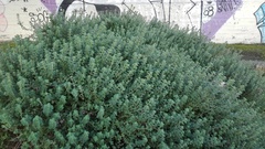 Origanum onites