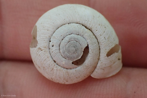 Haplotrematidae