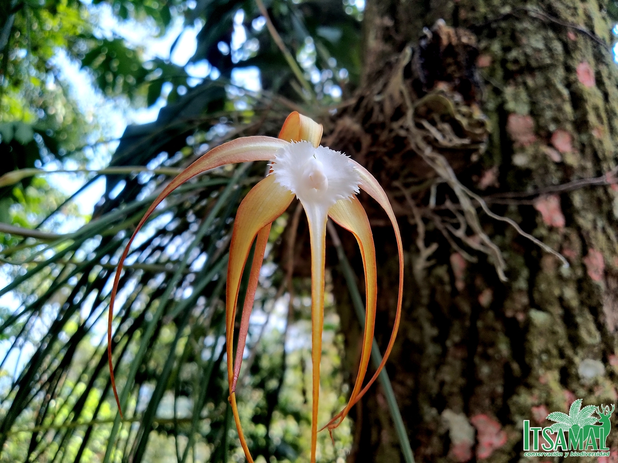 Brassavola appendiculata A.Rich. 3