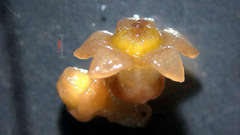 Eumachia chaenotricha