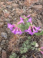 Penstemon gairdneri