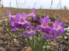 Penstemon gairdneri
