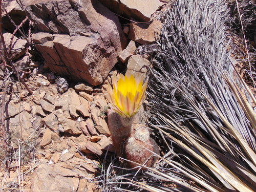 Texas rainbow cactus