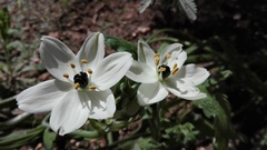 Ornithogalum arabicum