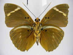 Euphaedra fulvofasciata