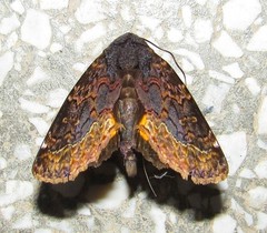 Gonodonta fernandezi