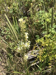 Toxicoscordion venenosum