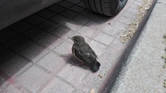 Turdus merula aterrimus