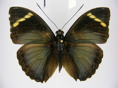 Euphaedra fulvofasciata