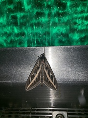 Hyles lineata