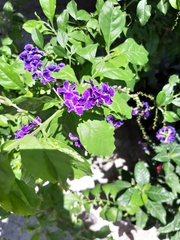 Duranteae
