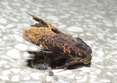 Gonodonta fernandezi