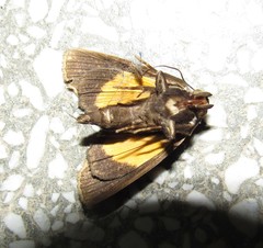 Gonodonta fernandezi