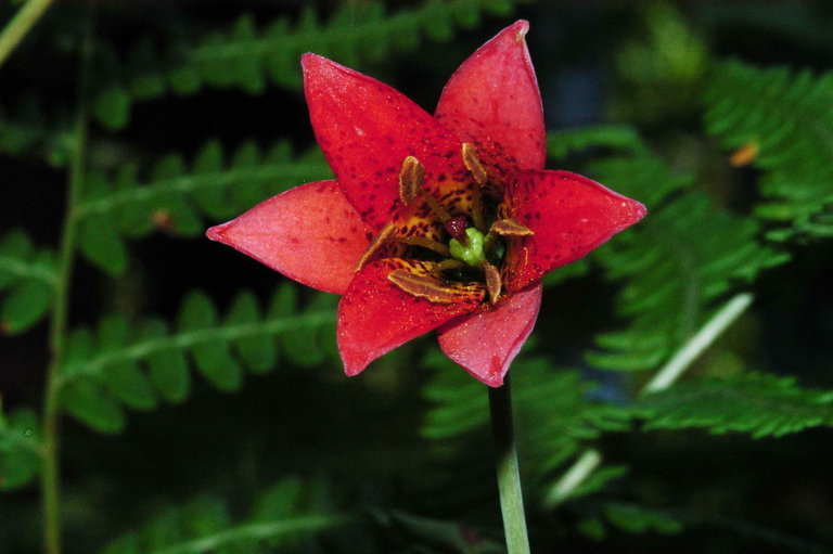 Lilium bolanderi