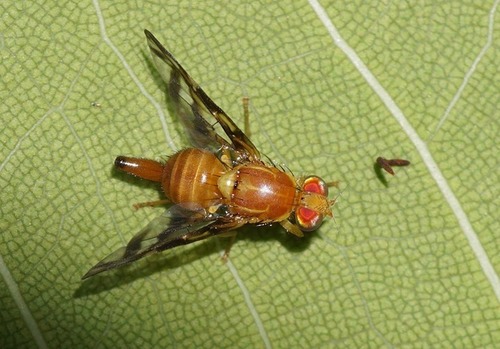 Caribbean Fruit Fly photo 5