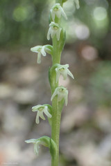 Platanthera ephemerantha