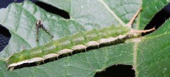 Eurytela hiarbas angustata