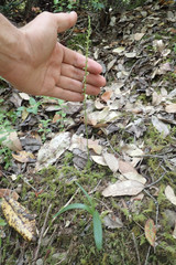 Platanthera ephemerantha