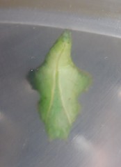 Eurytela hiarbas angustata