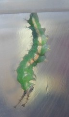 Eurytela hiarbas angustata