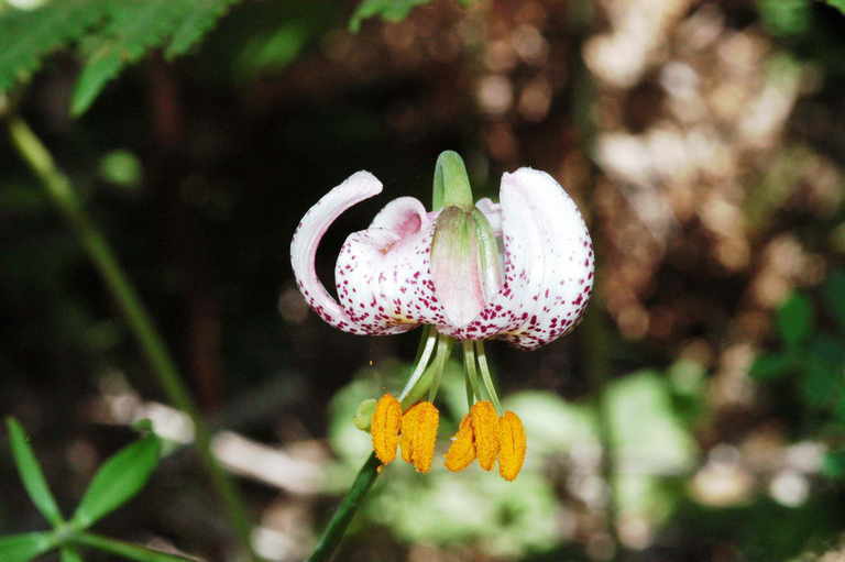 Lilium kelloggii