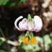 Lilium kelloggii - Photo (c) 2008 Gary A. Monroe, algunos derechos reservados (CC BY-NC)