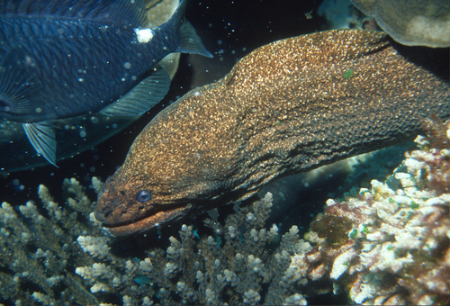 Griffin's moray (Gymnothorax porphyreus) — Muraenidae