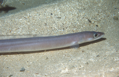 Northern Conger photo 2
