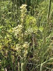 Toxicoscordion venenosum