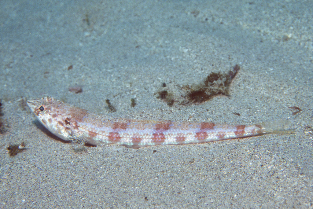 Verwante hagedisvis (Synodus similis) — Synodontidae