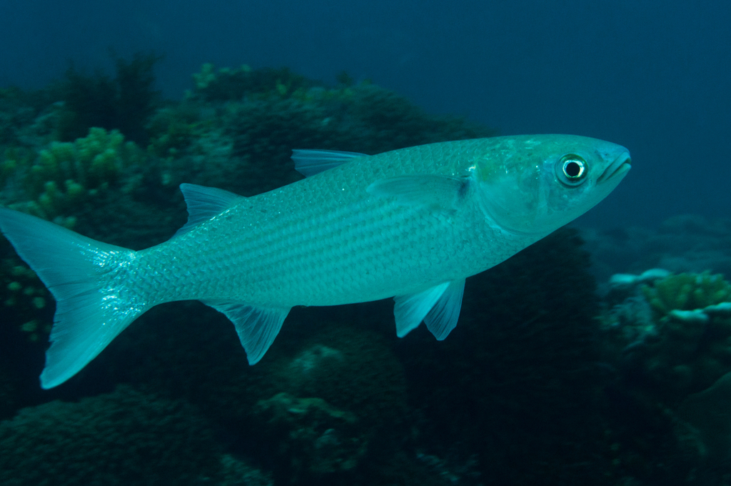 Diklipharder (Mugil cephalus) — Mugilidae