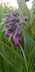 Symphytum officinale
