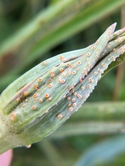 Puccinia hysterium