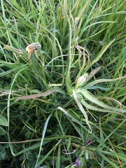 Puccinia hysterium