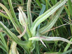 Puccinia hysterium