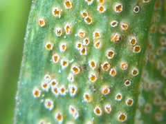Puccinia hysterium